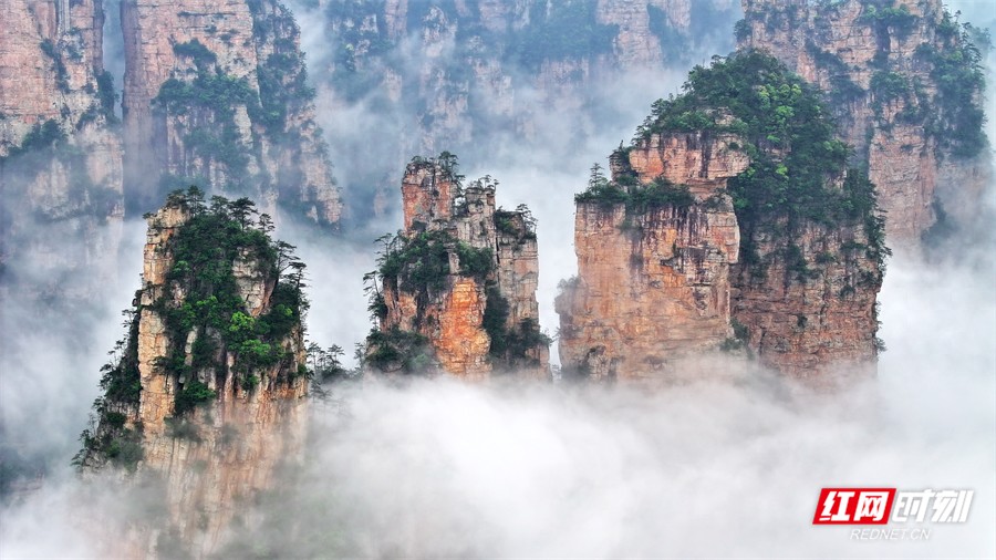 张家界景区初夏美景：云海漫卷,峰林宛若水墨仙山